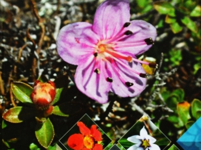 გადიდება სურათი