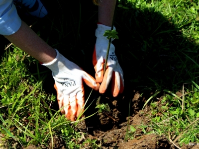 გადიდება სურათი
