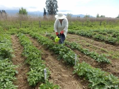 გადიდება სურათი